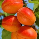 Чемальский зимостойкий